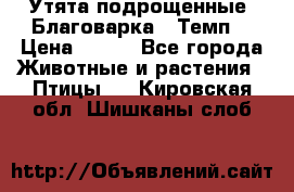 Утята подрощенные “Благоварка“,“Темп“ › Цена ­ 100 - Все города Животные и растения » Птицы   . Кировская обл.,Шишканы слоб.